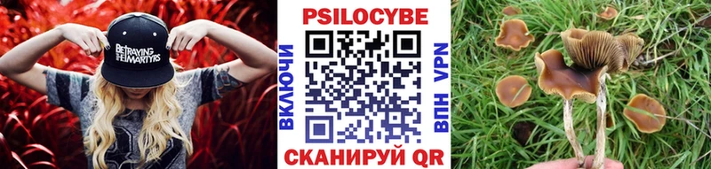 Псилоцибиновые грибы Psilocybe  Купить закладки  Спас-Деменск 